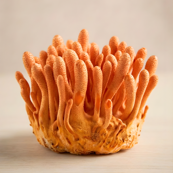 Cordyceps