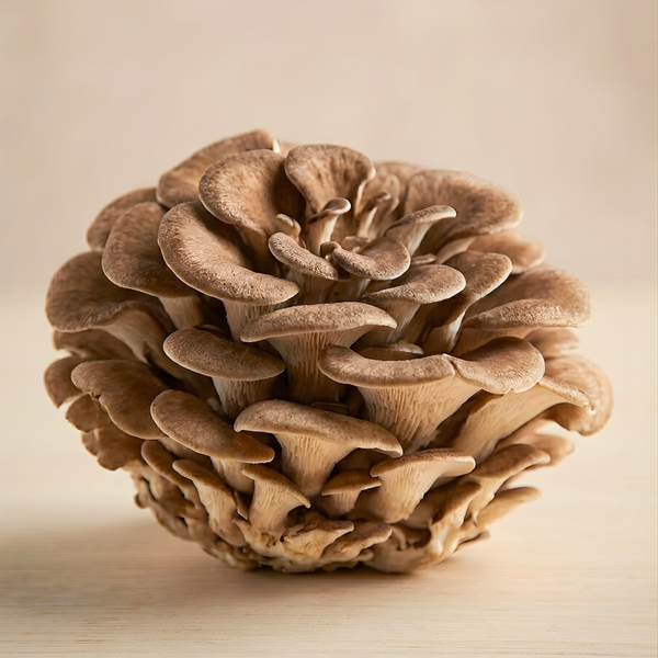 Maitake