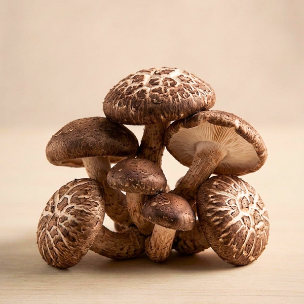 Shiitake